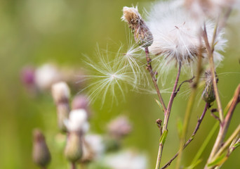 Fluff on a plant in nature