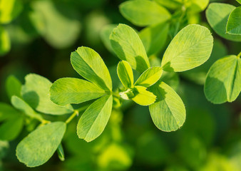 Fototapeta na wymiar Green clover leaves in nature