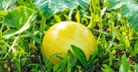Pumpkin grows in the garden