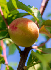 Ripe peach fruit on tree branches