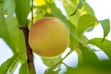Ripe peach fruit on tree branches
