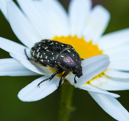macro of a beetle (oxythyrea funesta) on a daisy blossom in a mountain meadow