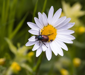 Fototapeta premium garden chafer eating petals of a daisy blossom on mountain meadow