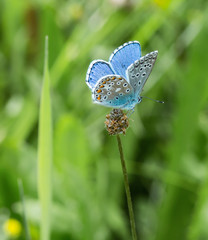 polyommatus butterfly in a pesticide free mountain meadow