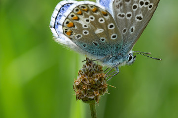 macro of a common blue butterfly