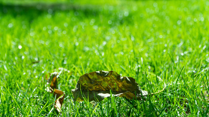 grass in the garden