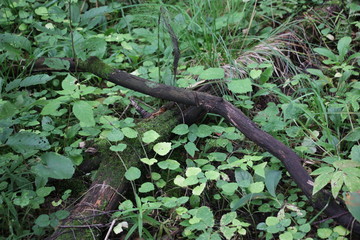 fallen trees in the forest