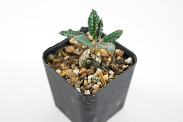 Complete your life with beautiful trees