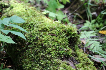 green moss on a tree close-up