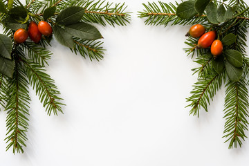 Background for Christmas and new year cards with branches of spruce and red berries. Isolated. Copy space.