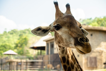 portrait of giraffe on green nature background. The concept of animals at the zoo in Thailand