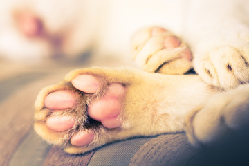 Close-up of cat paws. A cat's paw from the underside