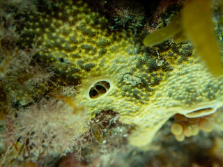 Green Sea Sponge Macro