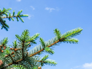 Branch of green spruce. Background blue sky. Brown cones.