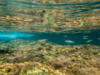 Fototapeta na wymiar Shallow Reef in Malta