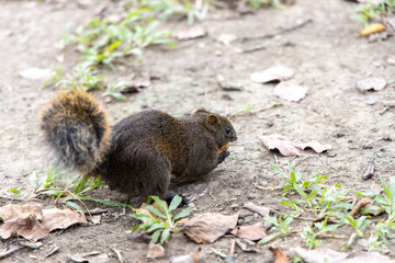Squirrel in the park