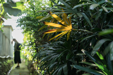 Leafs of the jungle, green and healthy. rainforest of indonesia, bali, asia. Fullframe closeup, detail.