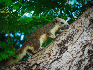 A squirrel perched on a tree