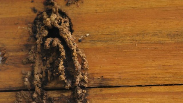 Stingless bee arriving at nest and entering it (Sao Paulo Brazil)