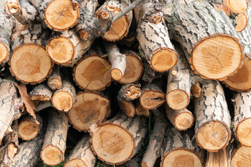 Background from cut down trees. Deforestation, the problem of lack of oxygen. Global warming. Lungs of the planet