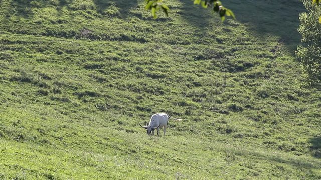 cow in field