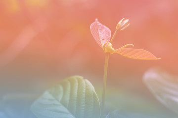 Obraz premium Flower background with a pastel colored for graphic design