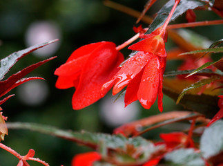 Blüte Rot (Close Up)