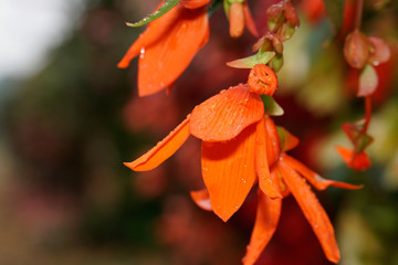Naklejka na ściany i meble Blume Orange (close up)