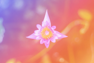 Flower background with a pastel colored for graphic design