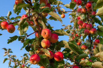 Red apples on a branch, against the blue clear sky