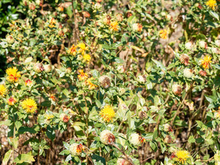 Carthamus tinctorius - Tapis de branches de Carthame des teinturiers 
