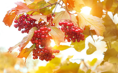 red viburnum berries on branch. ripe fresh viburnum berries and leaves outdoor in autumn fall....