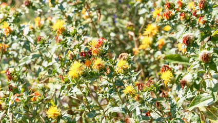 Carthamus tinctorius -  Fleurs de Carthame des teinturiers ou Safran des teinturiers