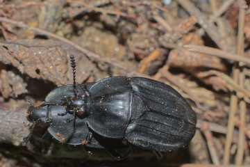 オオヒラタシデムシの交尾