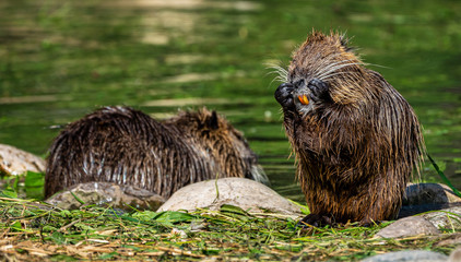 Coypu, Myocastor coypus, also known as river rat or nutria