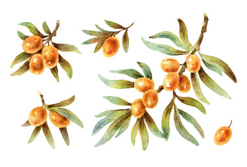 Watercolor twigs with sea buckthorn berries - 287509911