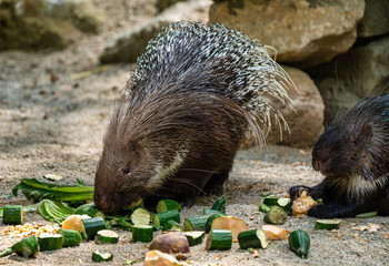 Indian crested Porcupine, Hystrix indica in a german zoo