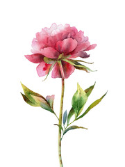 Watercolor pink peony on white background - 287509956