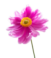 Bright red  Anemone (Daisy) isolated on white background, including clipping path.. Backlit photography