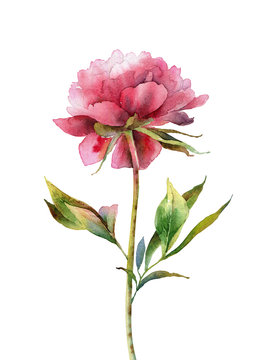 Watercolor pink peony on white background