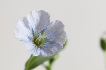 Obraz premium Flax (Linum usitatissimum) flowers