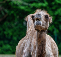 Bactrian camel, Camelus bactrianus in a german zoo