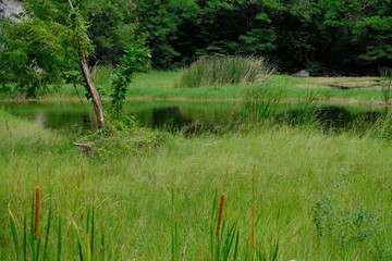 Fototapeta na wymiar Green grass surrounding a swamp