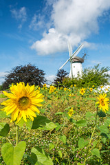 Sunflower field in front of historic windmill