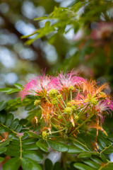 pink flower of rain tree, east indian walnut, monkey pod