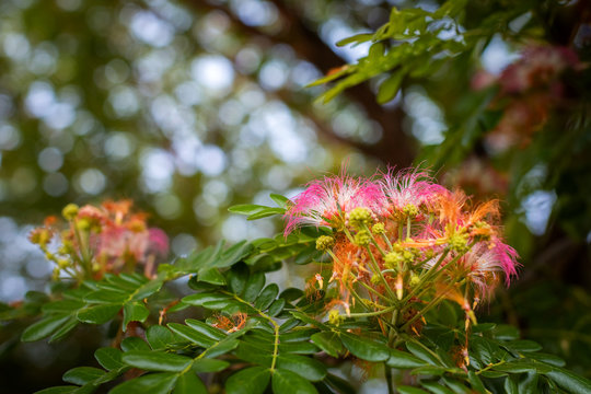 pink flower of rain tree, east indian walnut, monkey pod