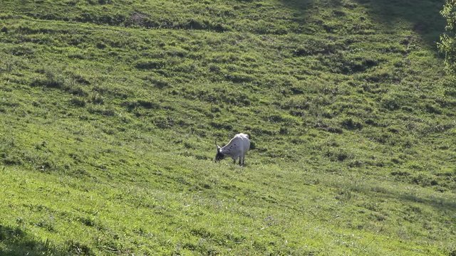longhorn cow