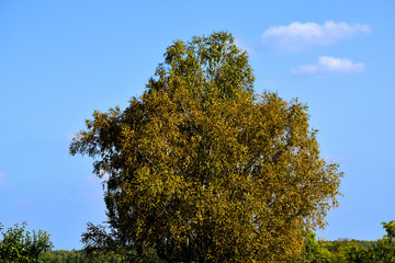 autumn Park. Cold season nature background