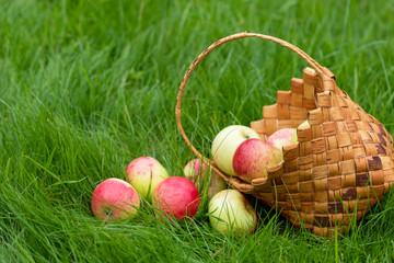 Basket with apples on the grass. Autumn Harvest