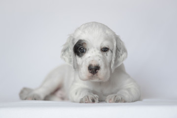Puppy of the English setter. On a white background.